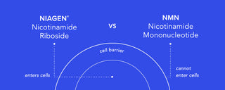 Nicotinamide Riboside vs. NMN: Comparing Science and Quality Standards