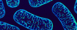 Mitochondria and Aging